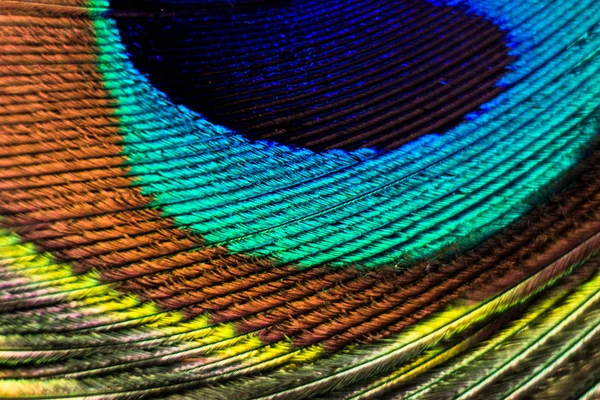 Peacock feather macro. Peacock feather close-up with clear lines and color transitions.