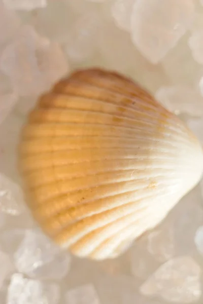 The shell lies on translucent pieces of salt, transparent sand. A small clam shell lies on the sea salt, macro photo of the beach