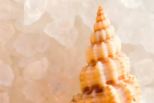 The shell lies on translucent pieces of salt, transparent sand. A small clam shell lies on the sea salt, macro photo of the beach