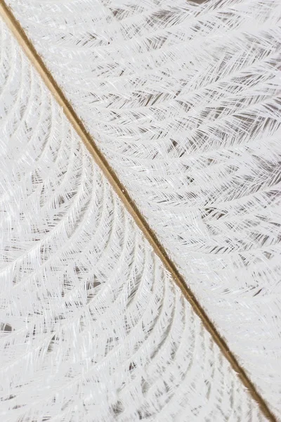 White ostrich feather close-up. White feather with dark middle with shaggy plumage.