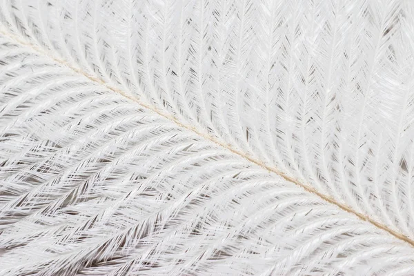 White ostrich feather close-up. White feather with dark middle with shaggy plumage.