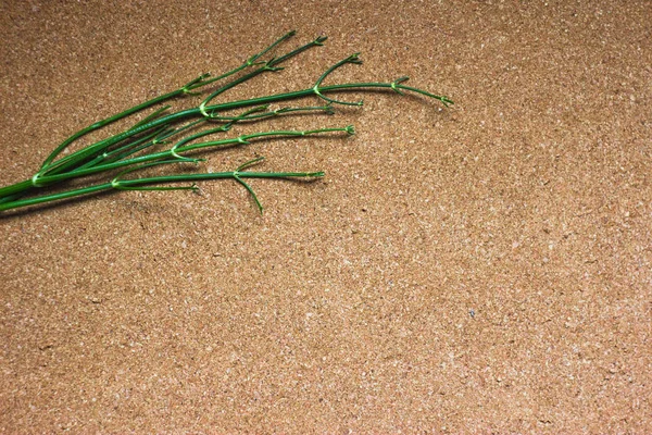 Green twigs on cork background. Green striped sticks twigs on cork table