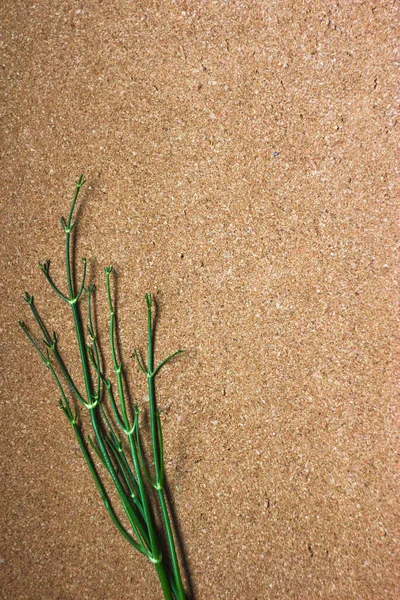 Green twigs on cork background. Green striped sticks twigs on cork table