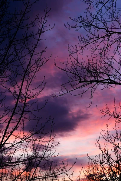 Black silhouettes of trees and birds against the sunset sky. Blue, red, pink, purple clouds at sunset, silhouettes of trees against the sky.