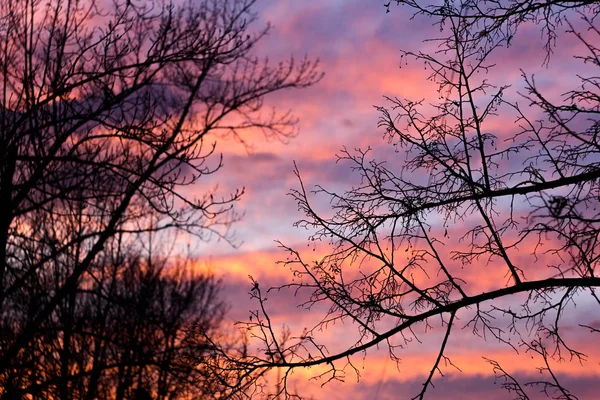 Black silhouettes of trees and birds against the sunset sky. Blue, red, pink, purple clouds at sunset, silhouettes of trees against the sky.