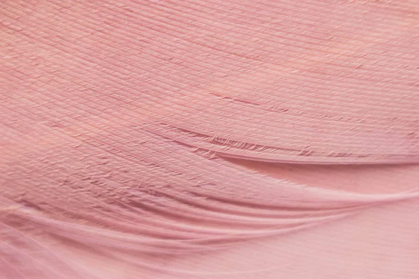 Macrophotography of a bird\'s feather. Bird feather close, pink fluff, stripes and streaks, background abstraction of tenderness and lightness.