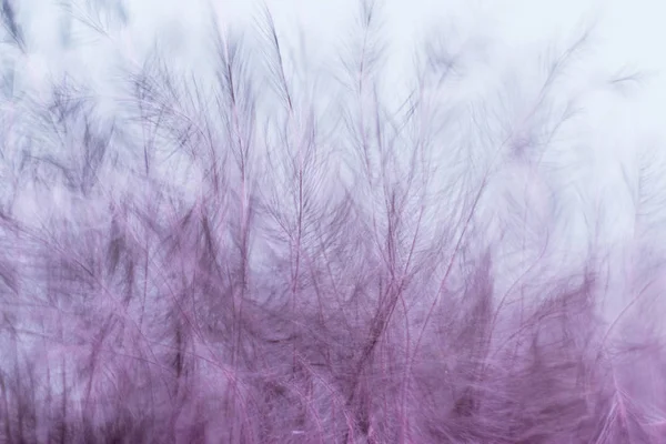 Closeup of the down feather of a bird. The bird\'s feather is close, pink fluff like seaweed or fairy trees, an abstraction of tenderness and lightness.