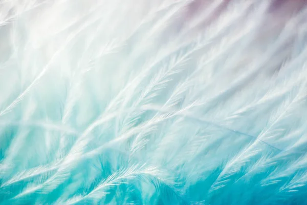 Closeup of the down feather of a bird. The bird\'s feather is close, pink and turquoise, white fluff like seaweed or fairy trees, an abstraction of tenderness and lightness.