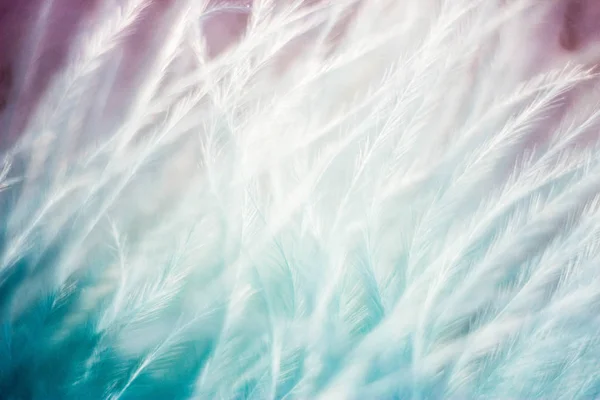 Closeup of the down feather of a bird. The bird\'s feather is close, pink and turquoise, white fluff like seaweed or fairy trees, an abstraction of tenderness and lightness.