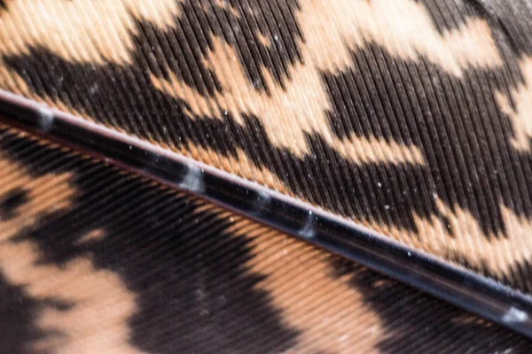A close-up of a bird feather pheasant. Bird feather close, brown, black with spots, pheasant feather, background abstraction card.