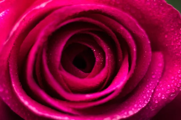 Macrophotography of a rose with water drops. Flower close up with water splash