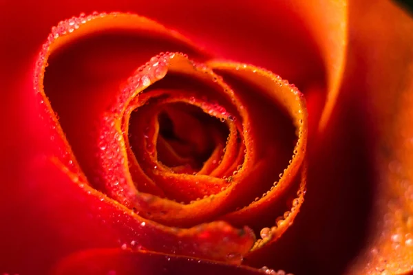 Macrophotography of a rose with water drops. Flower close up with water splash