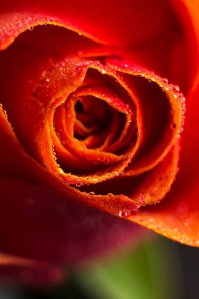 Macrophotography of a rose with water drops. Flower close up with water splash