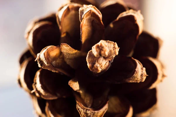 Macrophotography of a fir cone. Pine cone, coniferous tree, seeds.