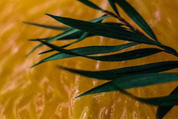 Macrophotography of long green leaves against the orange pulp of an orange