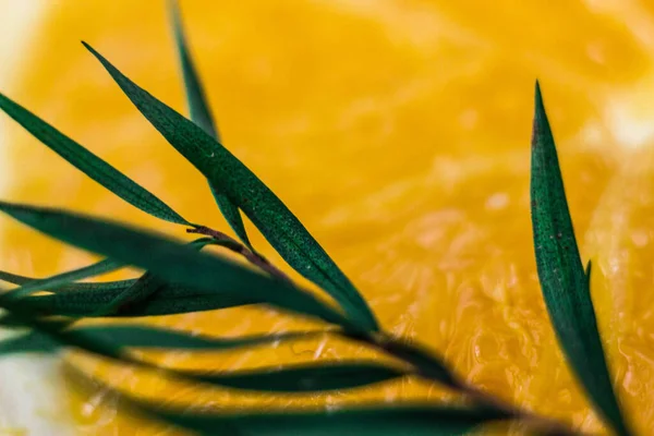 Macrophotography of long green leaves against the orange pulp of an orange