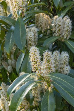 Prunus Laurocerasus 'un güzel narin çiçekleri