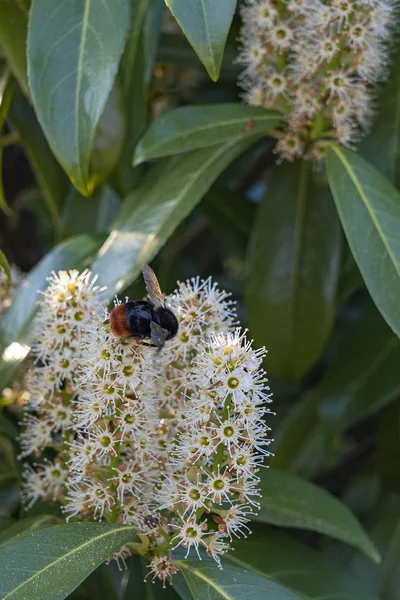 Delicadas Flores Prunus Laurocerasus São Visitadas Por Uma Abelha — Fotografia de Stock