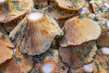 İspanya, Valencia 'daki Mercat Central' dan taze toplanmış mantar yığınları.