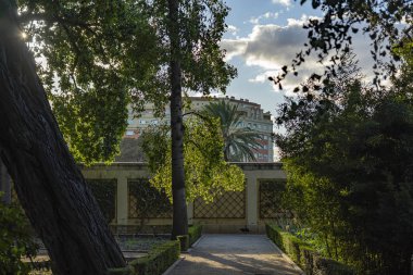 Botanik bahçesi Jardi Botanik Valencia, İspanya 'da, ağaçların yaprakları güneş altında gümüş bir astara sahiptir.