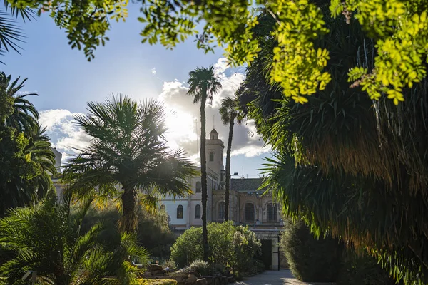 Güneş, Valencia, İspanya 'daki Botanik Bahçesi' ndeki güzel ağaçların arasından parlıyor.