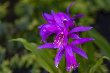 Bu mor-pembe bahçe orkidesi (Pleione formosana) gözler için bir ziyafettir.