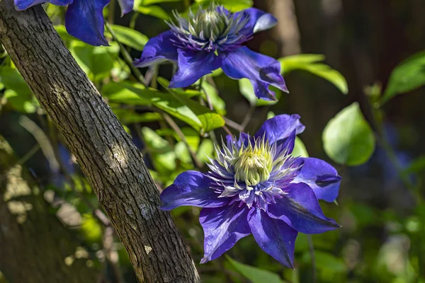 Gałąź Tego Powojnika Pięknymi Niebieskimi Kwiatami Wspina Się Wzdłuż Gałęzi — Zdjęcie stockowe
