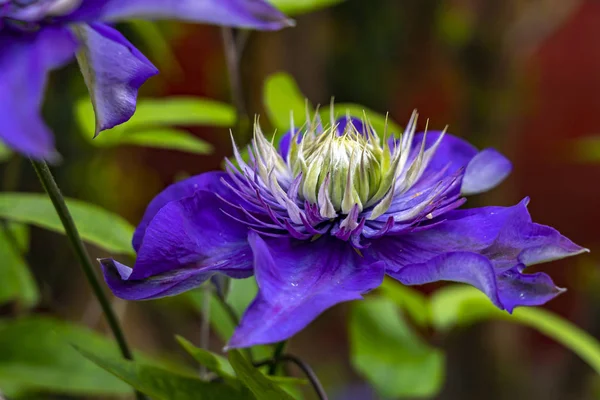 一朵盛开的蓝色仙人掌的美丽花朵 — 图库照片