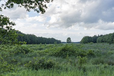 Hollanda 'nın Exloo kentindeki iki ormanlık alanda otlayan ineklerle dolu bir çayır.