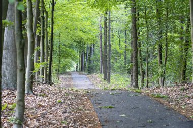 Asfaltlı bir yol, Hollanda, Exloo 'da hafif dalgalı bir orman boyunca uzanıyor.