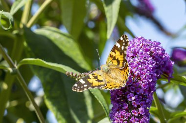 Hollanda, Zoetermeer 'de bir Buda çiçeğinin üzerindeki devedikeni kelebeği (Vanessa cardui).