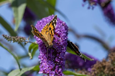 Hollanda, Zoetermeer 'de bir Buda çiçeğinin üzerindeki devedikeni kelebeğinin detayları.