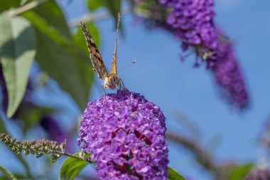 Hollanda, Zoetermeer 'de bir Buda çiçeğinin üzerindeki devedikeni kelebeğinin ayrıntıları.