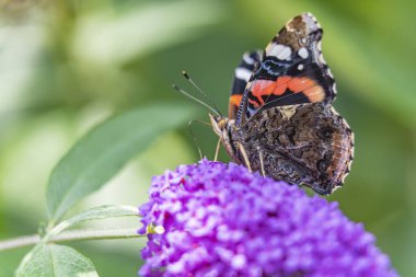 Hollanda, Zoetermeer 'de bir Buda çiçeğinin üzerindeki devedikeni kelebeğinin detayları.