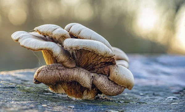 Big Old Mushroom Tree Stump Morning Sun Shining Back — Stock Photo, Image