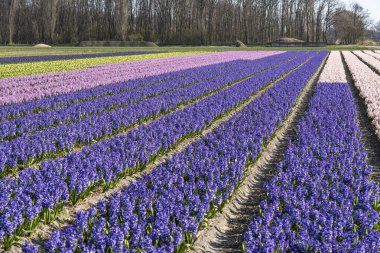 Hollanda, Lisse yakınlarında çeşitli renklerde kokulu sümbülleri olan uzun tarlalar