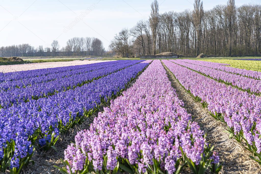 Long fields with fragrant hyacinths in various colors near Lisse, Netherlands