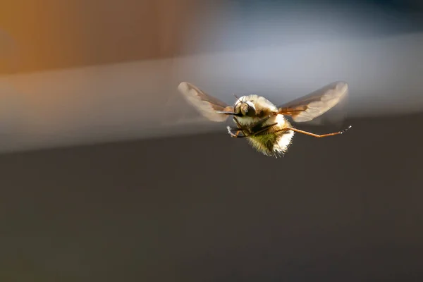 Grande Abelha Mosca Bombylius Major Uma Mosca Disfarçada Abelha Fotografada — Fotografia de Stock