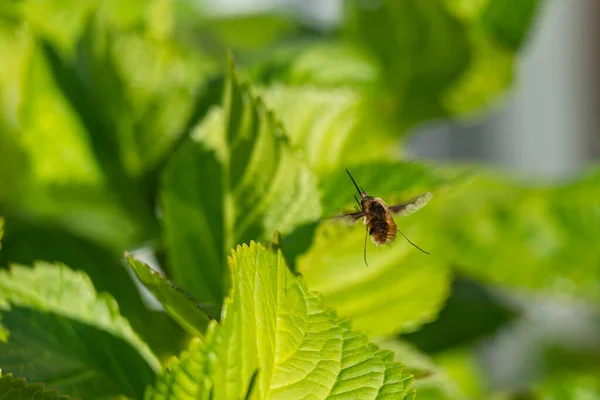 Grande Abelha Mosca Bombylius Major Uma Mosca Disfarçada Abelha Fotografada — Fotografia de Stock