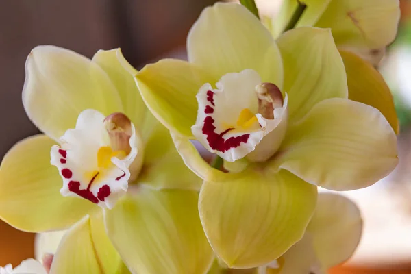 Piękne Zielone Kwiaty Cymbidium Orchidei Środkowym Płatem Kolorach Białym Żółtym — Zdjęcie stockowe