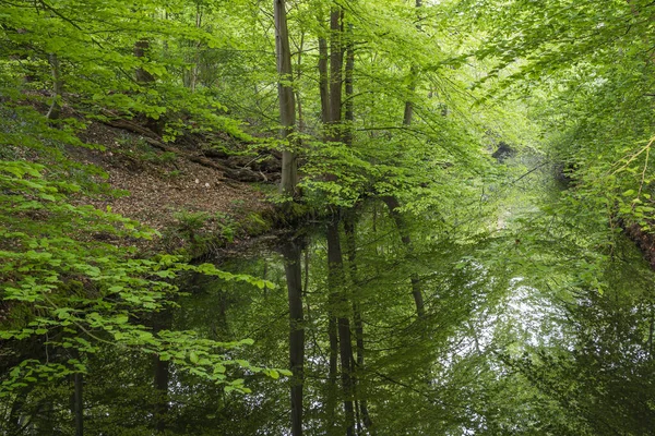Los Árboles Este Bosque Reflejan Agua Del Canal — Foto de Stock