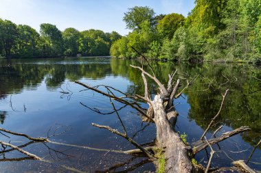 Düşen büyük bir ağacın kalıntıları Hollanda, Wassenaar 'daki De Horsten parkındaki gölette.