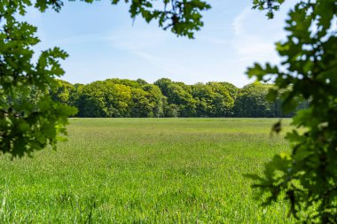Bir meşe ağacının yaprakları arasında, Hollanda, Wassenaar 'daki De Horsten parkında genç yeşil çimlerle çevrili büyük bir çayır görüyorsunuz.