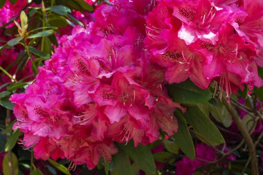 Bu büyük rhododendron çalılığında Hollanda, Wassenaar 'daki De Horsten parkında güzel pembe kırmızı çiçekli büyük çiçek kümeleri bulunur..