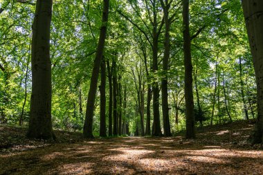 Her iki tarafında taze yeşil yapraklar bulunan bu güzel cadde Hollanda, Wassenaar 'daki De Horsten parkında yer almaktadır..
