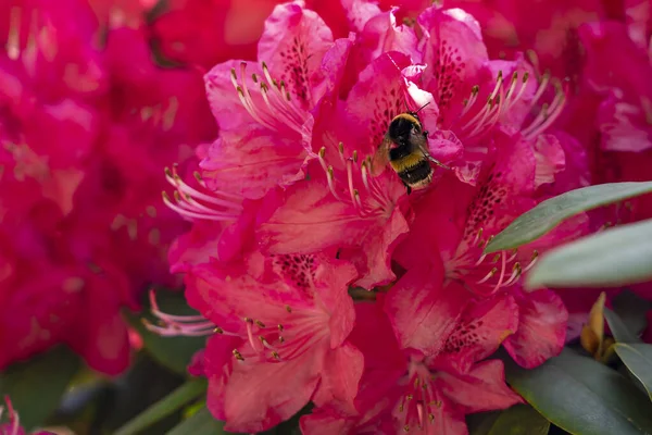 Uma Grande Abelha Rasteja Profundamente Nas Flores Rosa Vermelhas Para — Fotografia de Stock