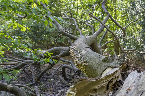 Corona Desnuda Árbol Caído Muerto Con Crecimiento Hongos Parque Horsten — Foto de Stock