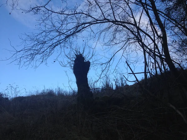 Siluet Pohon Hitam Terhadap Langit Biru — Stok Foto
