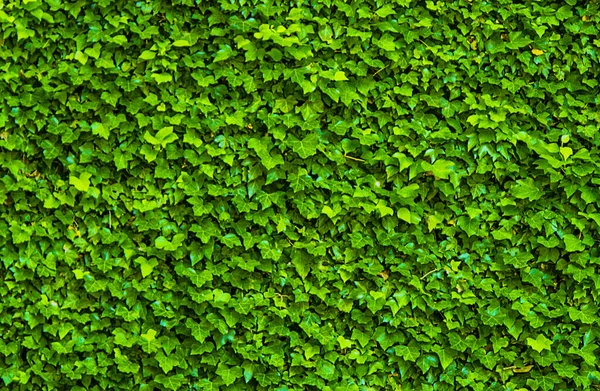 Green background of vertical plants of ferns and vines for decoration in the outside garden of a house