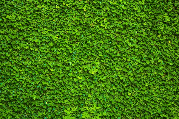 Fond Vert Plantes Verticales Fougères Vignes Pour Décoration Dans Jardin — Photo